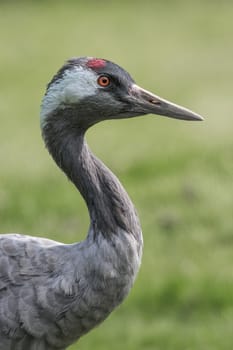 three quarter length close up profile portrait of a common crane with a tree background and in upright vertical format
