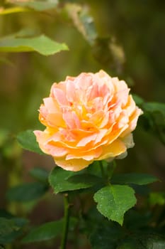 Roses in the garden, Roses are beautiful with a beautiful sunny day.