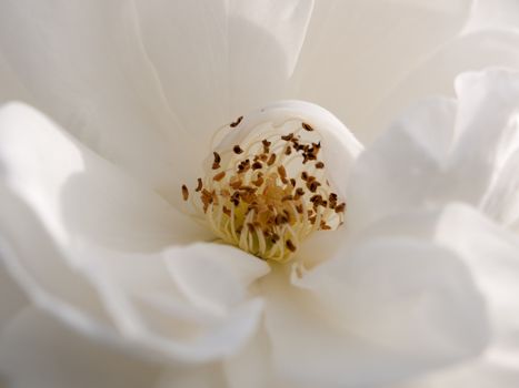 close up of inside centre of white rose petals stamen; Essex; England; UK