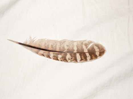 pretty colored feather of owl on white background; essex; england; UK