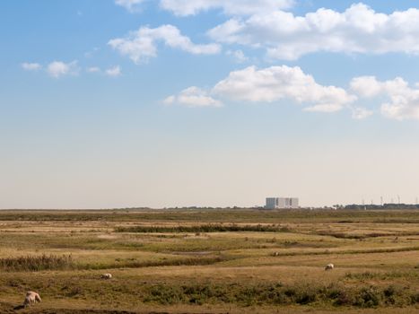 nuclear power plant at bradwell on sea in distance over land with sheep up front landscape; essex; england; UK