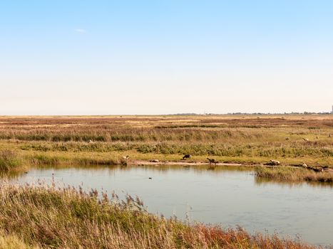 sunny river stream scene nature reserve with sheep gazing in field over water; essex; england; UK