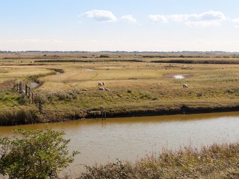 river stream scene sheep and lamb across the way in nature reserve tollesbury maldon; essex; england; UK