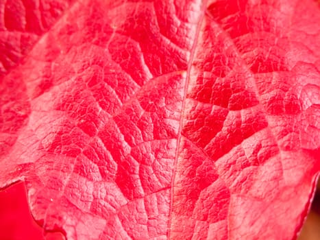 close up of fall autumn red leaf texture; Essex; England; UK