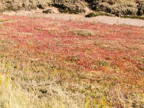 red heather on floor of grass land scene background; essex; england; UK