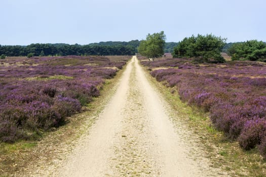 Dirt road in Veluwe heather landscape in the Netherlands