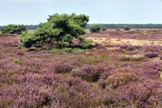 Veluwe heather landscape in the Netherlands