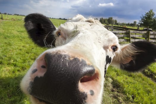 Close-up of a dutch cow head in the meadow of a Dutch polder landscape