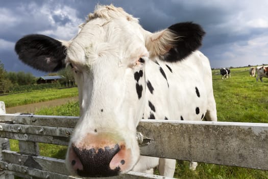 Close-up of a dutch cow head in the meadow of a Dutch polder landscape