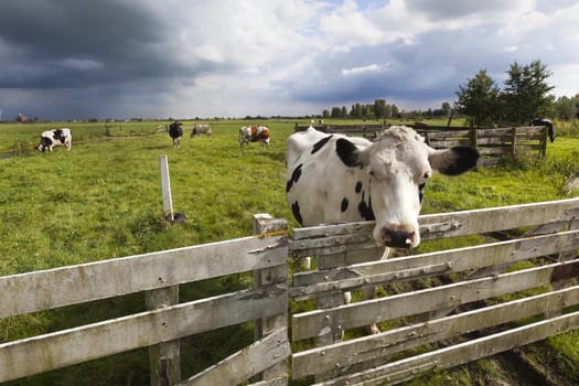 Cows in the meadow of a Dutch polder landscape