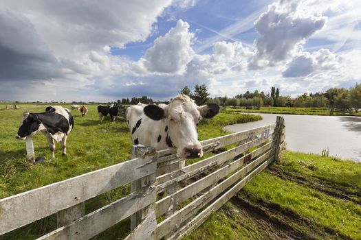 Cows in the meadow of a Dutch polder landscape