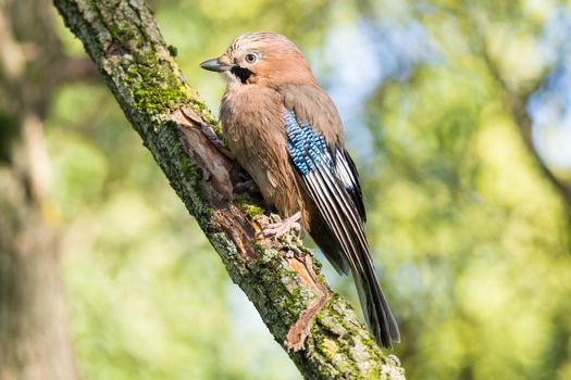 Garrulus glandarius on a branch, park, summer, autumn