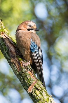 Garrulus glandarius on a branch, park, summer, autumn