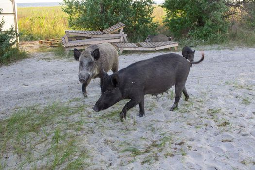 Wild pigs family walk on sea beach sands