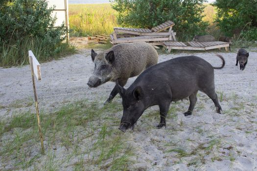 Wild pigs family walk on sea beach sands
