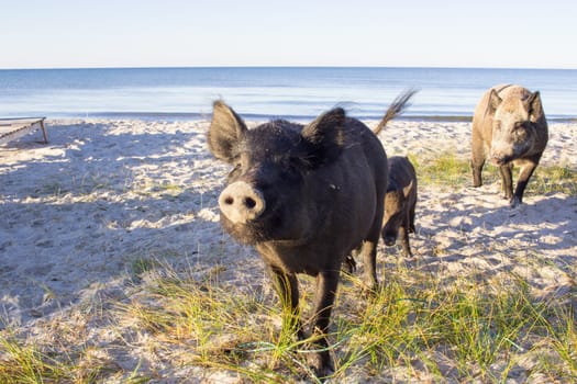 Wild pigs family walk on sea beach sands