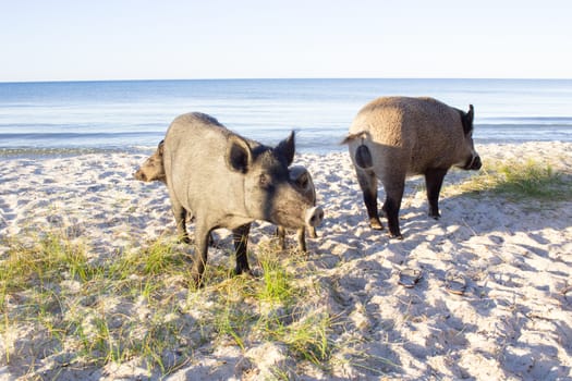 Wild pigs family walk on sea beach sands