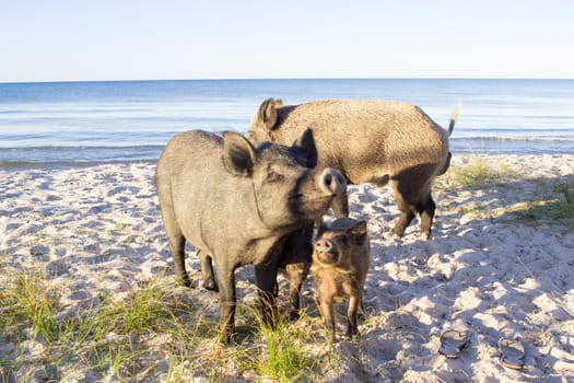 Wild pigs family walk on sea beach sands