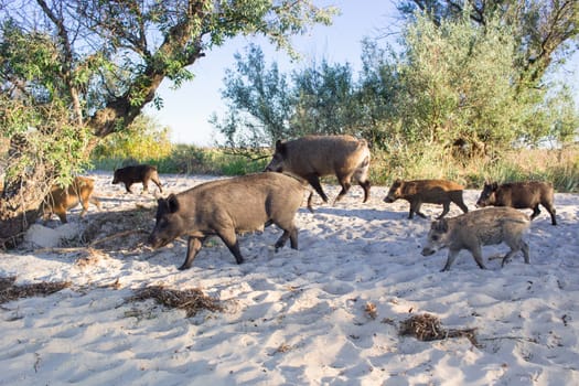 Wild pigs family walk on sea beach sands