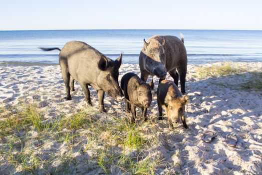 Wild pigs family walk on sea beach sands