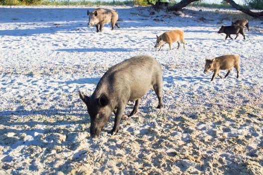 Wild pigs family walk on sea beach sands