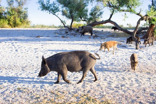 Wild pigs family walk on sea beach sands