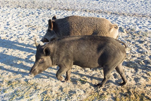 Wild pigs family walk on sea beach sands