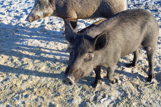 Wild pigs family walk on sea beach sands
