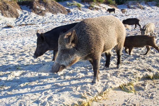 Wild pigs family walk on sea beach sands