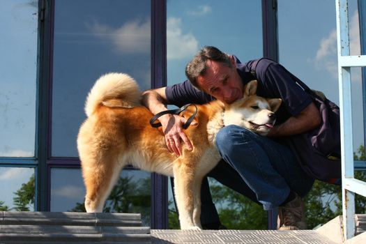 Cute Akita dog enjoys hugging with a man