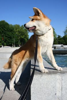 Thirsty Akita Inu puppy posing on the edge of public fountain