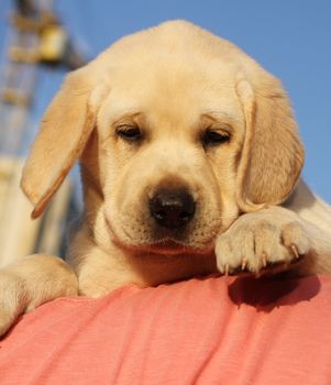 a little cute yellow labrador puppy a shoulder of a man