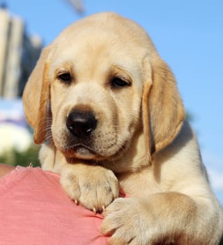 little cute yellow labrador puppy a shoulder of a man