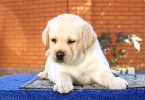 a little yellow labrador puppy sitting on blue background