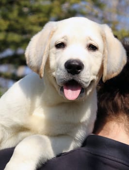 the little cute yellow labrador puppy a shoulder of a man