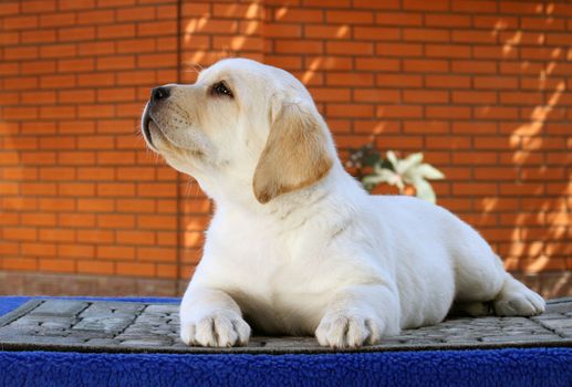 the little yellow labrador puppy sitting on blue background