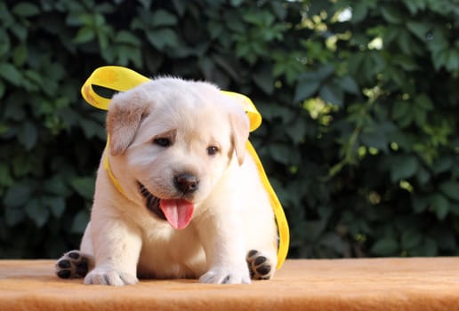 little yellow labrador puppy sitting on yellow background
