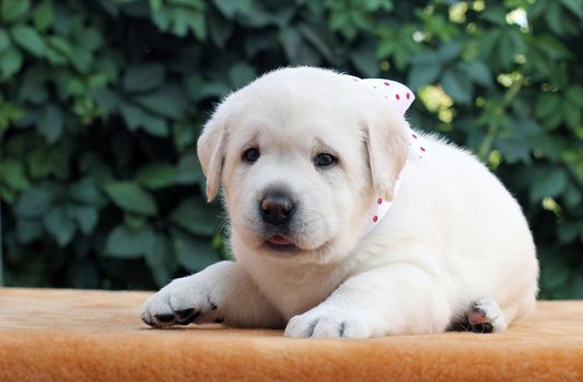 a little yellow labrador puppy sitting on yellow background