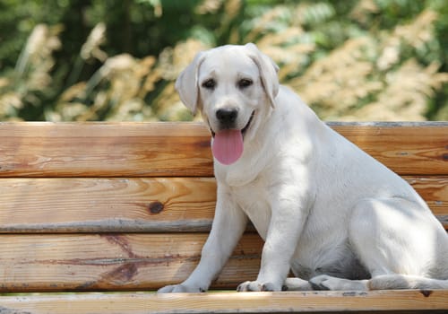 the little yellow labrador puppy sitting in the park