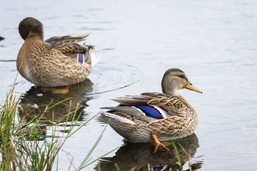 Duck floating in a pond, autumn, nature