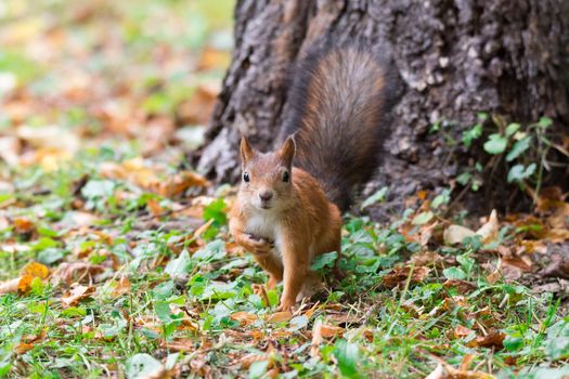 red squirrel on a branch in summer, Sciurus, park, Tamiasciurus