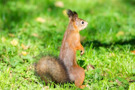 red squirrel on a branch in summer, Sciurus, park, Tamiasciurus