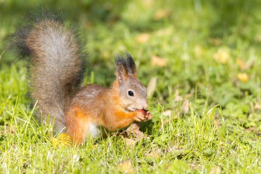 red squirrel on a branch in summer, Sciurus, park, Tamiasciurus