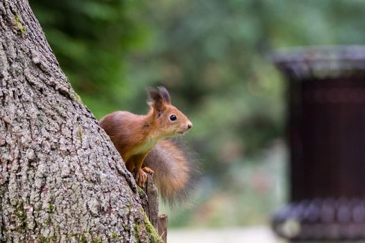 red squirrel on a branch in summer, Sciurus, park, Tamiasciurus
