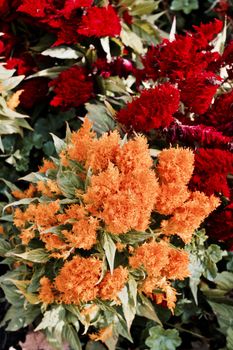 Beautiful orange and red flowers in park. Richmond, London. Nature concept.