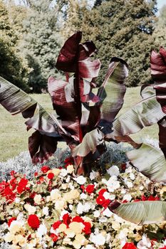 Large palm tree on the park in Richmond London. Nature floral concept.