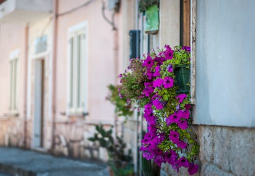 Flower pots in a old alley in desert village