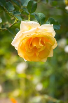 Roses in the garden, Roses are beautiful with a beautiful sunny day.