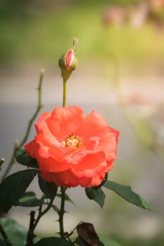 Roses in the garden, Roses are beautiful with a beautiful sunny day.