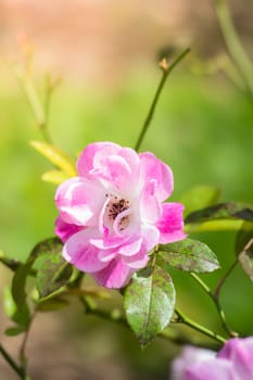 Roses in the garden, Roses are beautiful with a beautiful sunny day.